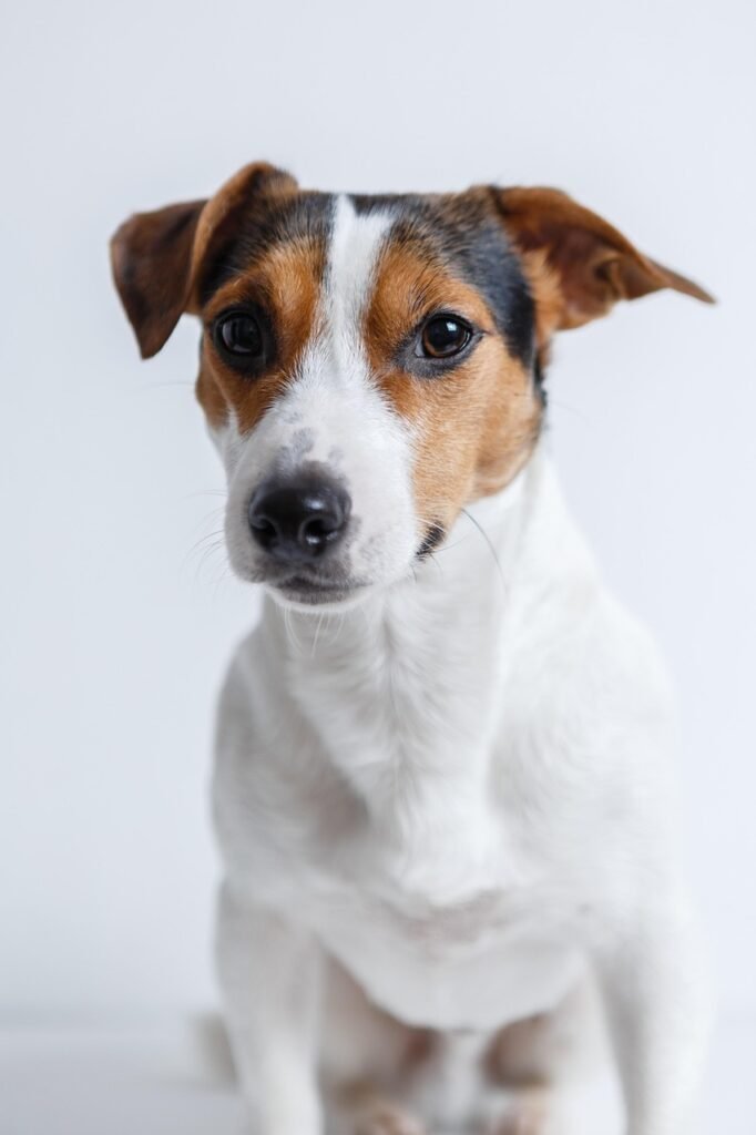 jack russell, dog, nature, pet, canine, animal, fur, snout, mammal, dog portrait, animal world
