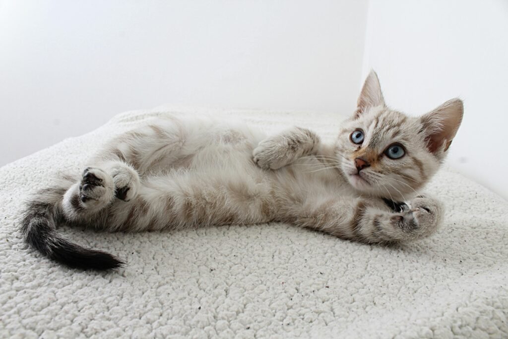 Cute domestic kitten with blue eyes lying on a fluffy rug, looking curious.